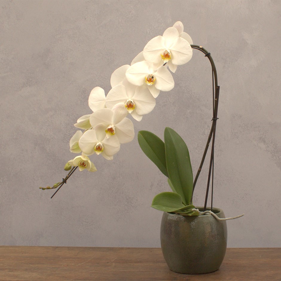 Phalaenopsis Formidablo Niagra Falls | Moth Orchid