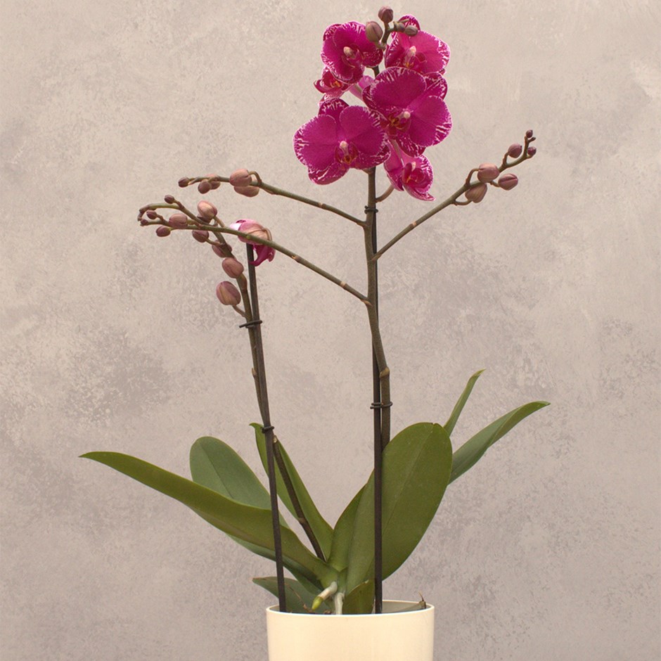 Phalaenopsis Asian Violin | Orchid