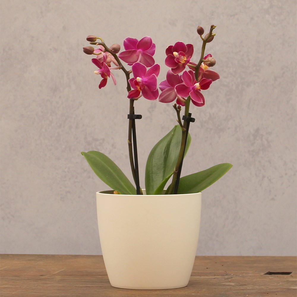 Phalaenopsis Aromio Fruity | Scented Orchid