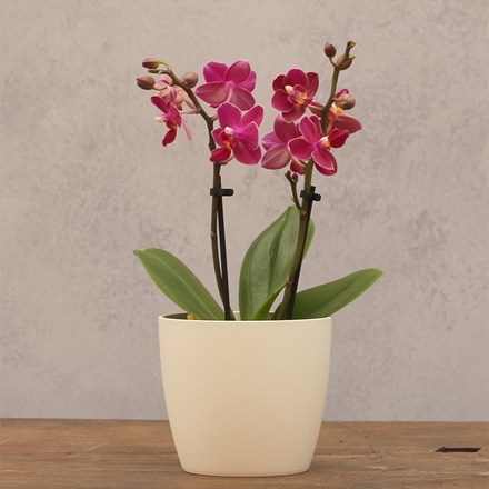 Phalaenopsis Aromio Fruity