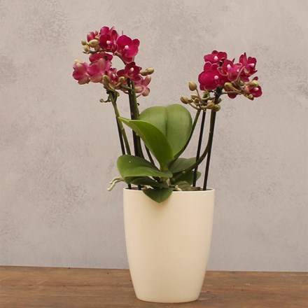 Phalaenopsis Boquetto Temptation