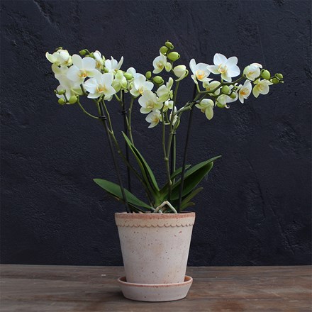 Phalaenopsis Boquetto Beauty