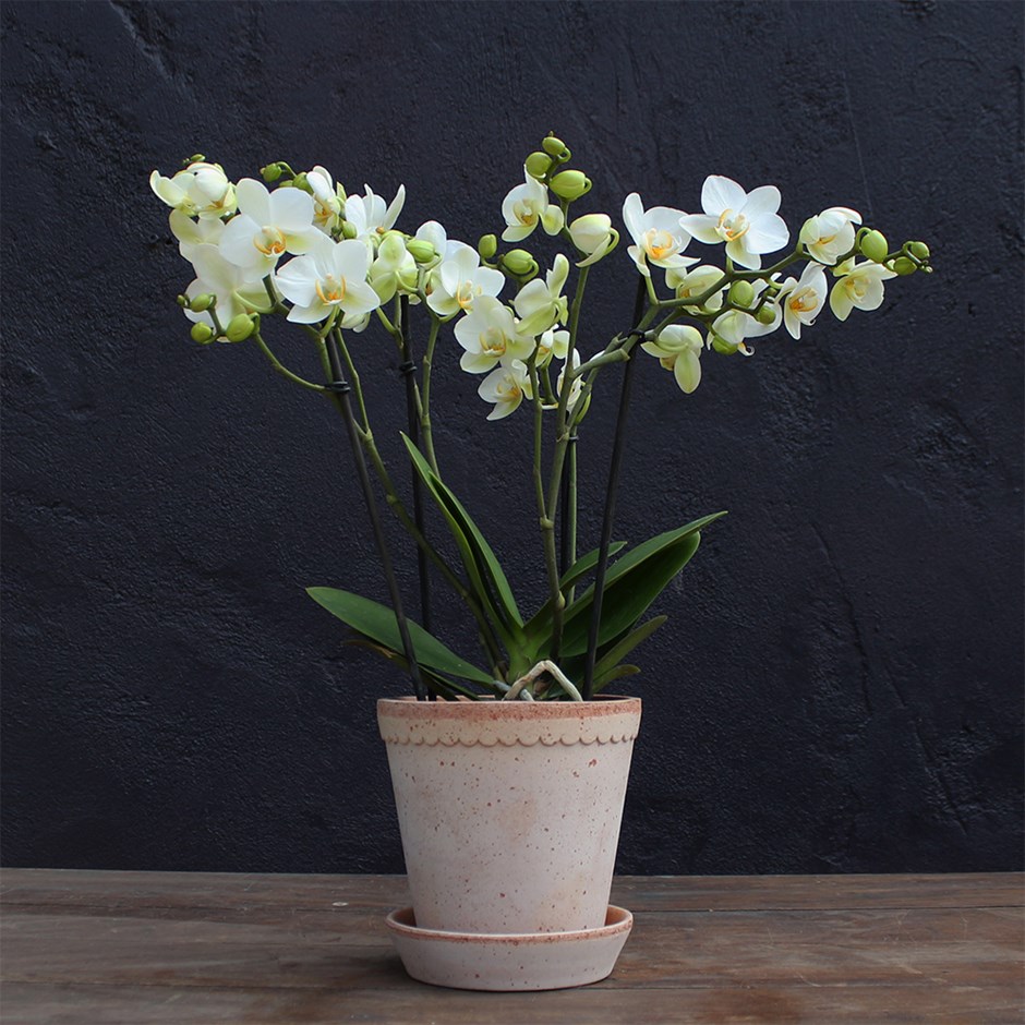 Phalaenopsis Boquetto Beauty | Orchid