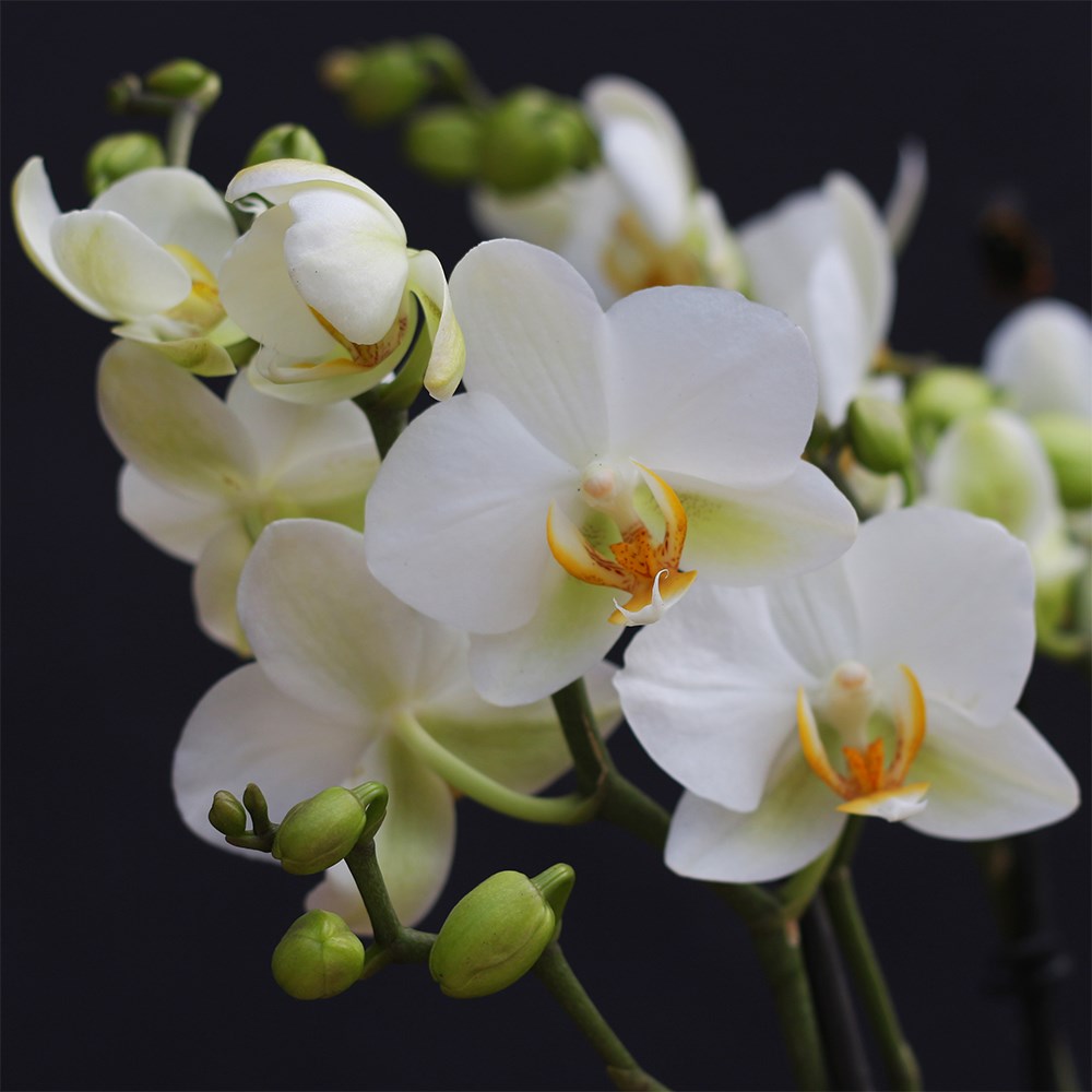 Phalaenopsis Boquetto Beauty | Orchid