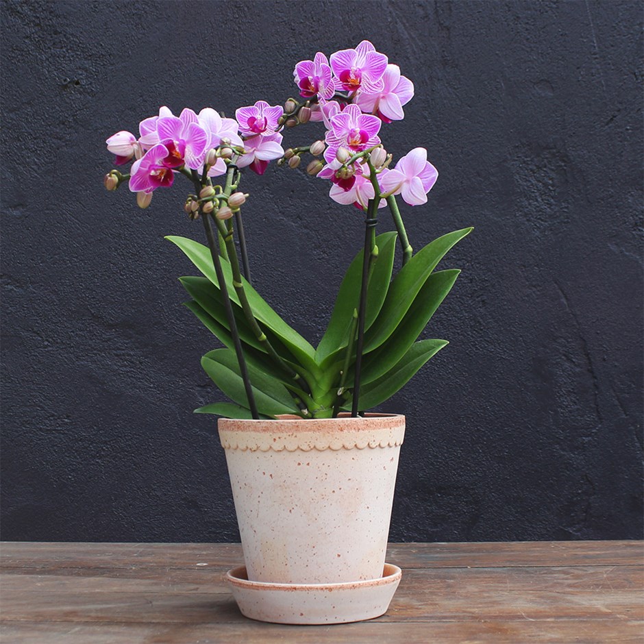 Phalaenopsis Boquetto Delight | Orchid