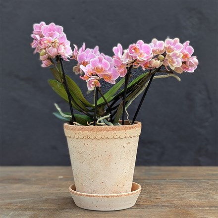 Phalaenopsis Boquetto Romantico