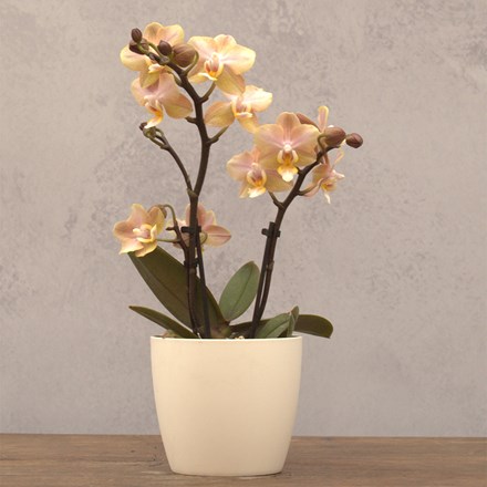 Phalaenopsis Aromio Honey