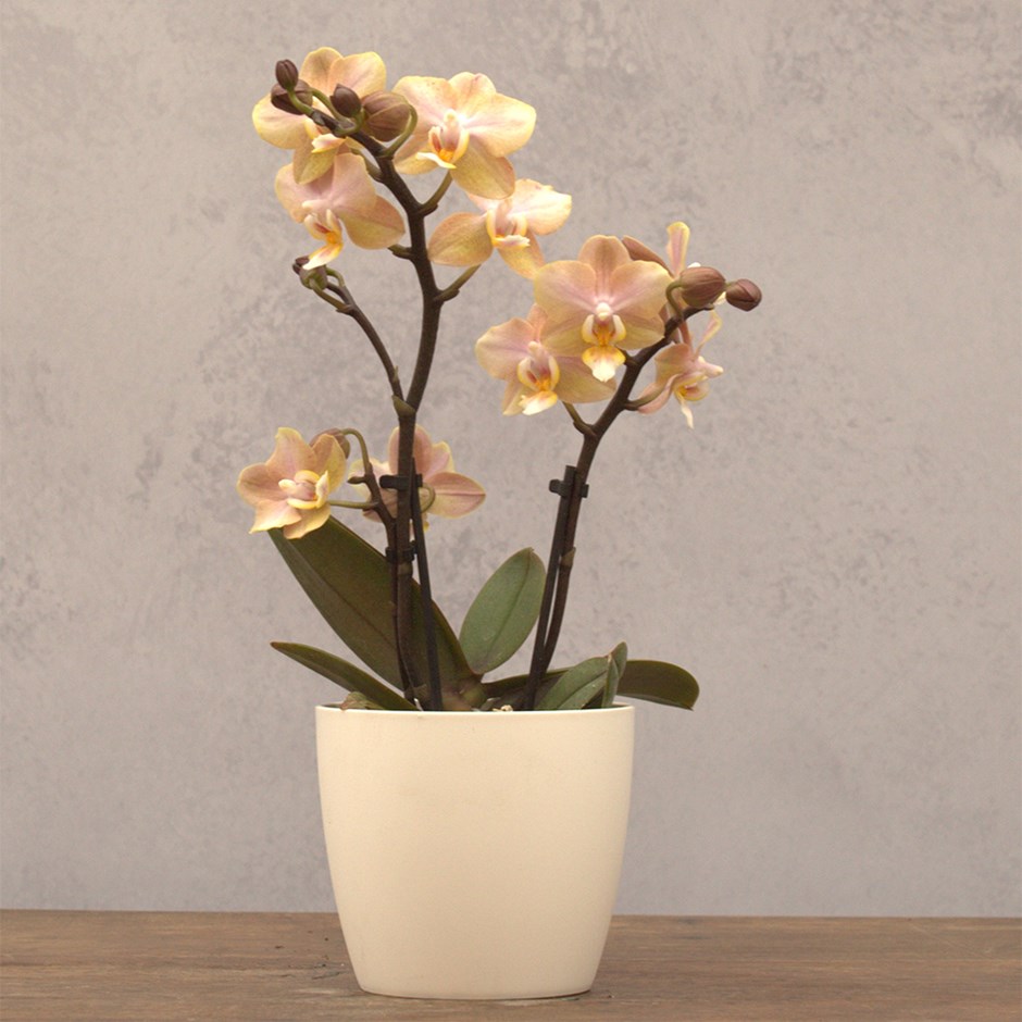 Phalaenopsis Aromio Honey | Scented Orchid