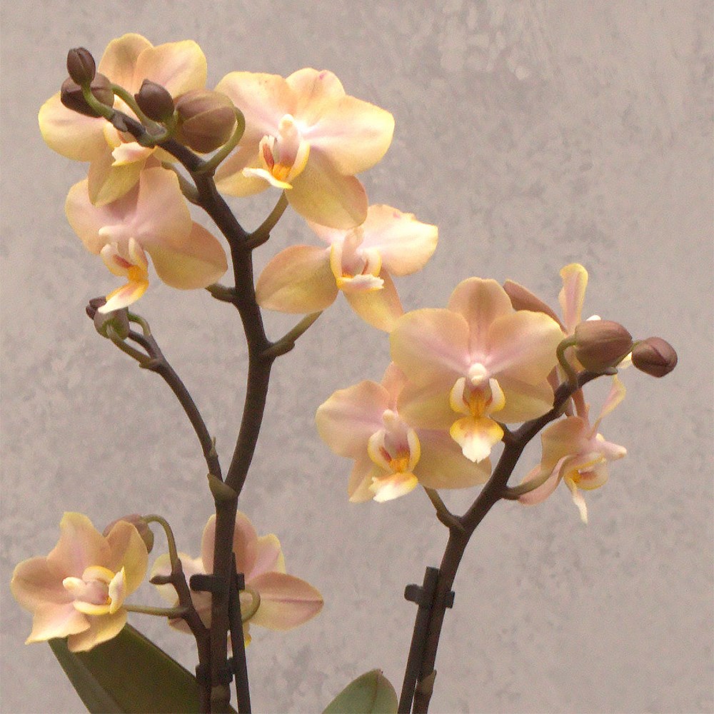 Phalaenopsis Aromio Honey | Scented Orchid