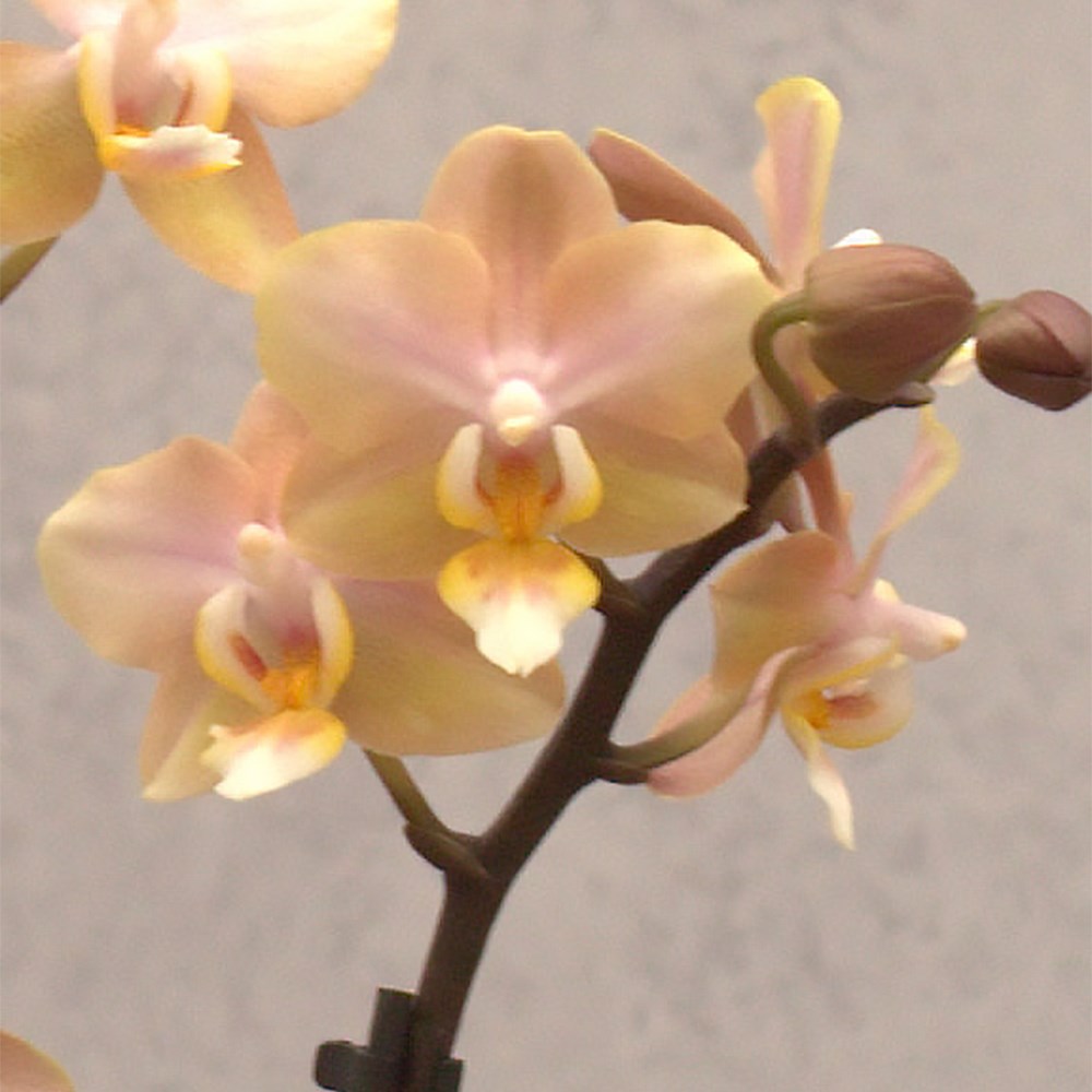 Phalaenopsis Aromio Honey | Scented Orchid