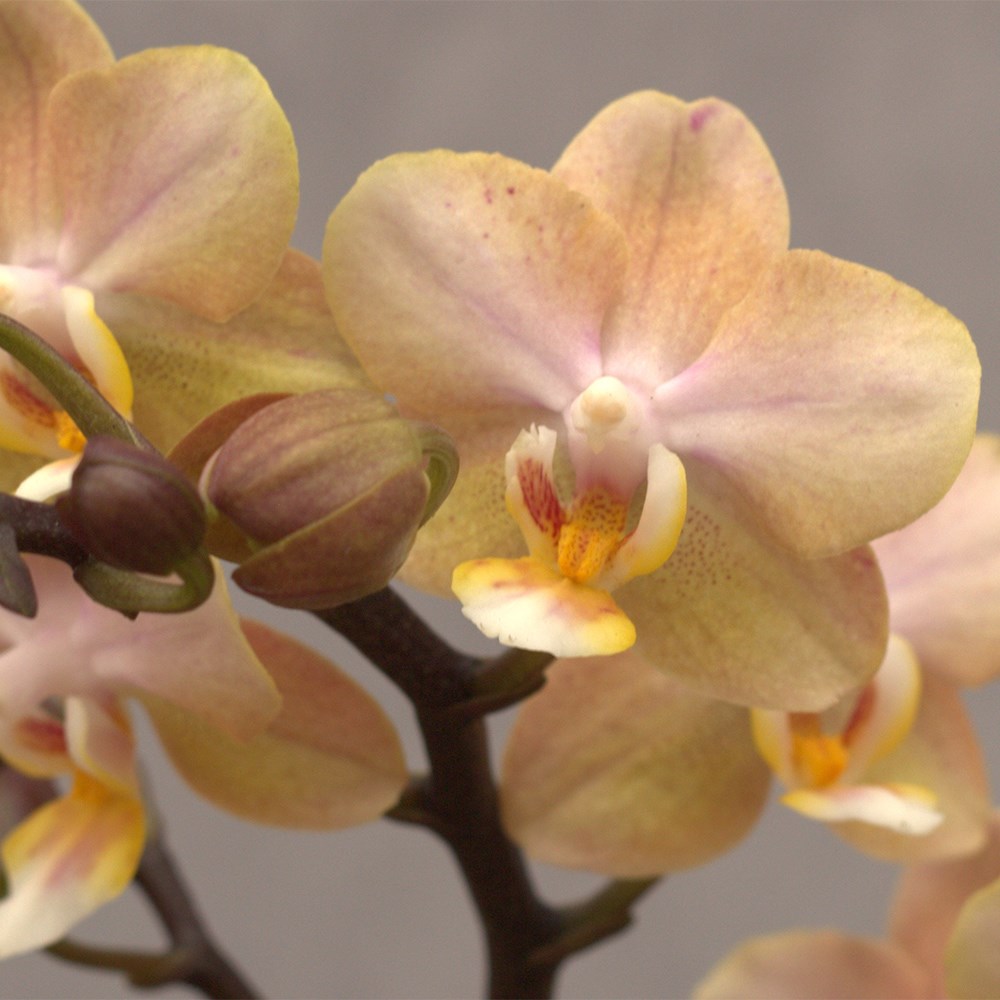 Phalaenopsis Aromio Honey | Scented Orchid