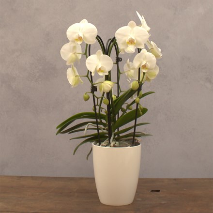 Phalaenopsis Fontano Bellagio