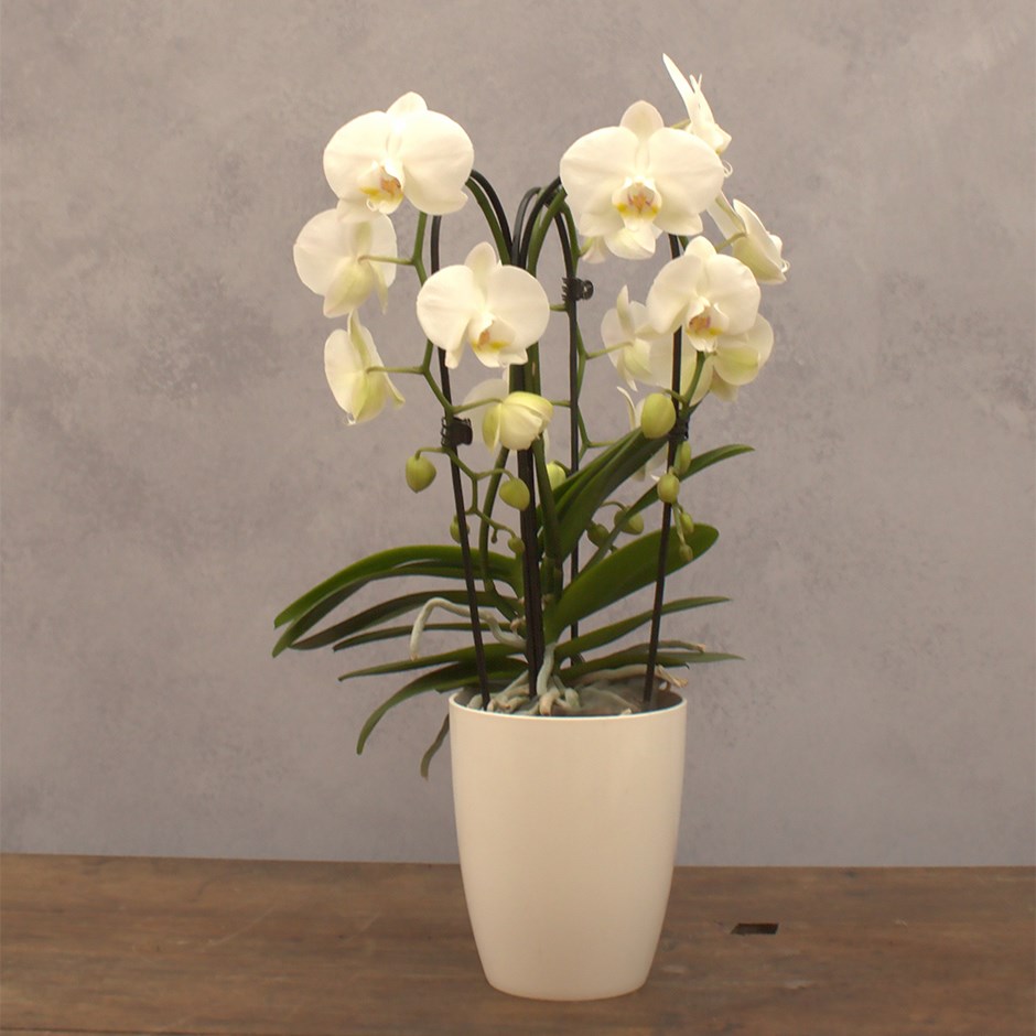 Phalaenopsis Fontano Bellagio | Orchid