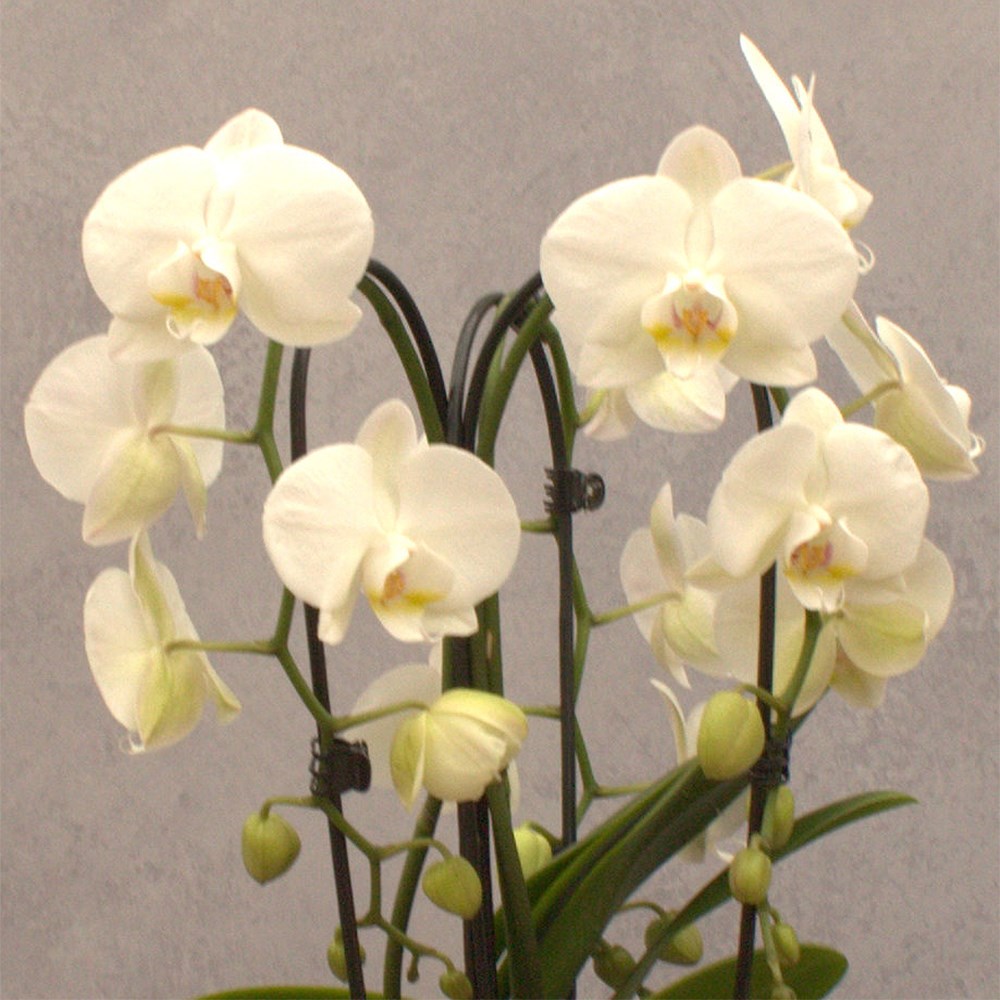 Phalaenopsis Fontano Bellagio | Orchid