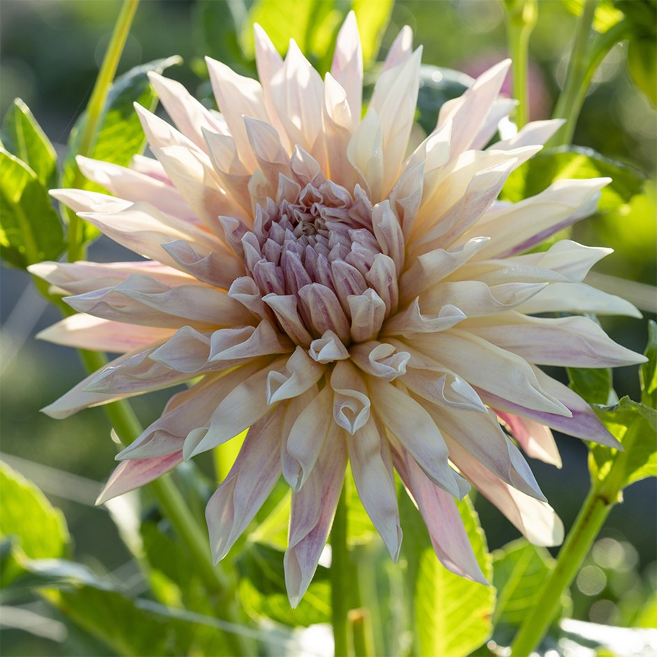 Dahlia Cafe De Paris | Dahlia