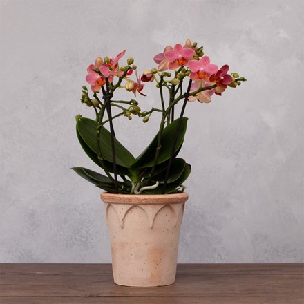 Phalaenopsis Boquetto Charme