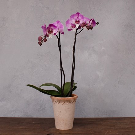 Phalaenopsis Optistar Hendrix