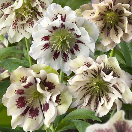 Helleborus × hybridus Double Ellen White Spotted