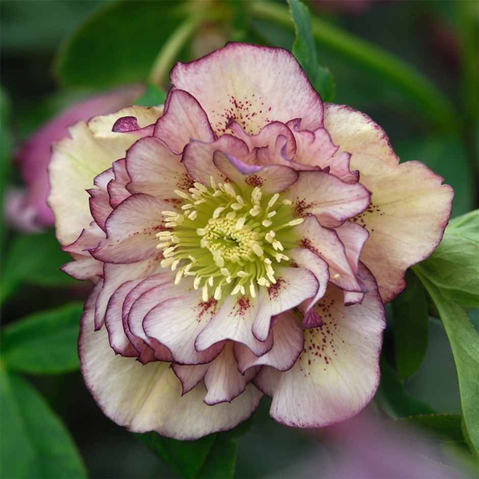 Helleborus × Hybridus Double Ellen Picotee | Lenten Rose Hellebore