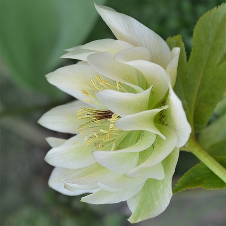 Helleborus × hybridus Double Ellen White