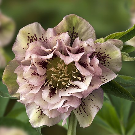 Helleborus × hybridus Double Ellen Pink Spotted