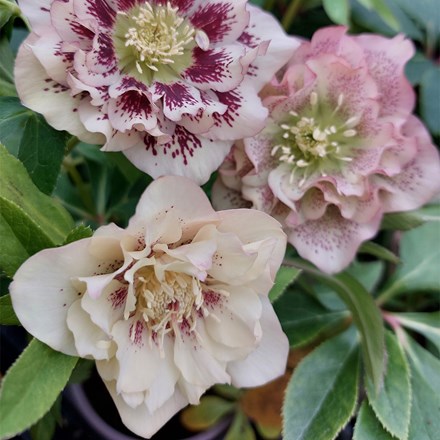 Helleborus × hybridus Double Ellen Peach