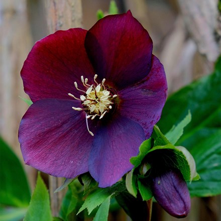 Helleborus × hybridus Pretty Ellen Purple