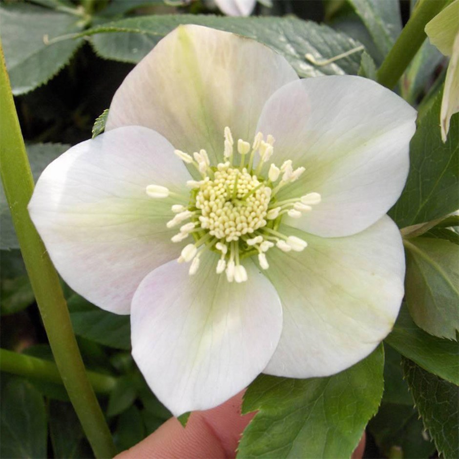 Helleborus × Hybridus Pretty Ellen White | Lenten Rose Hellebore