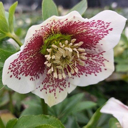 Helleborus × hybridus Pretty Ellen White Spotted