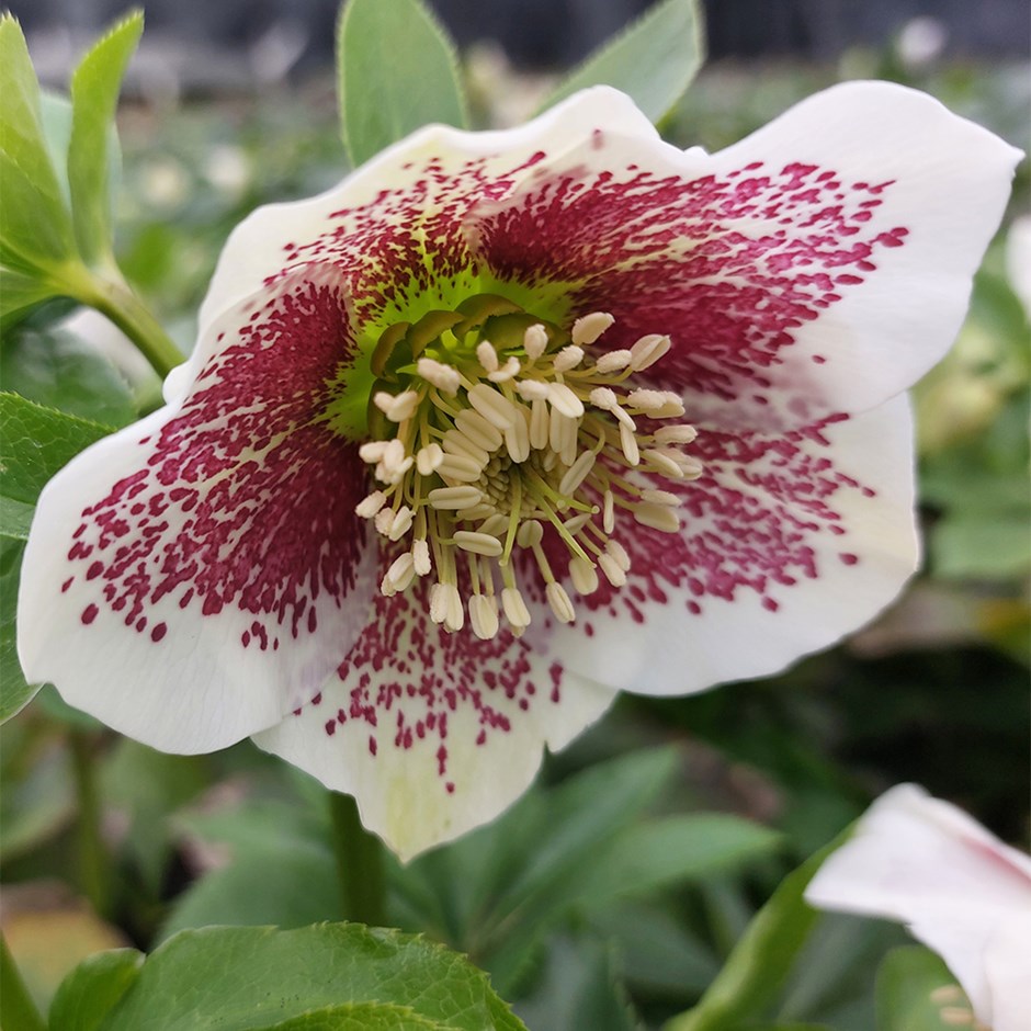 Helleborus × Hybridus Pretty Ellen White Spotted | Lenten Rose Hellebore