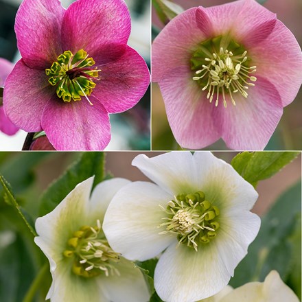 Helleborus × hybridus Pretty Ellen collection