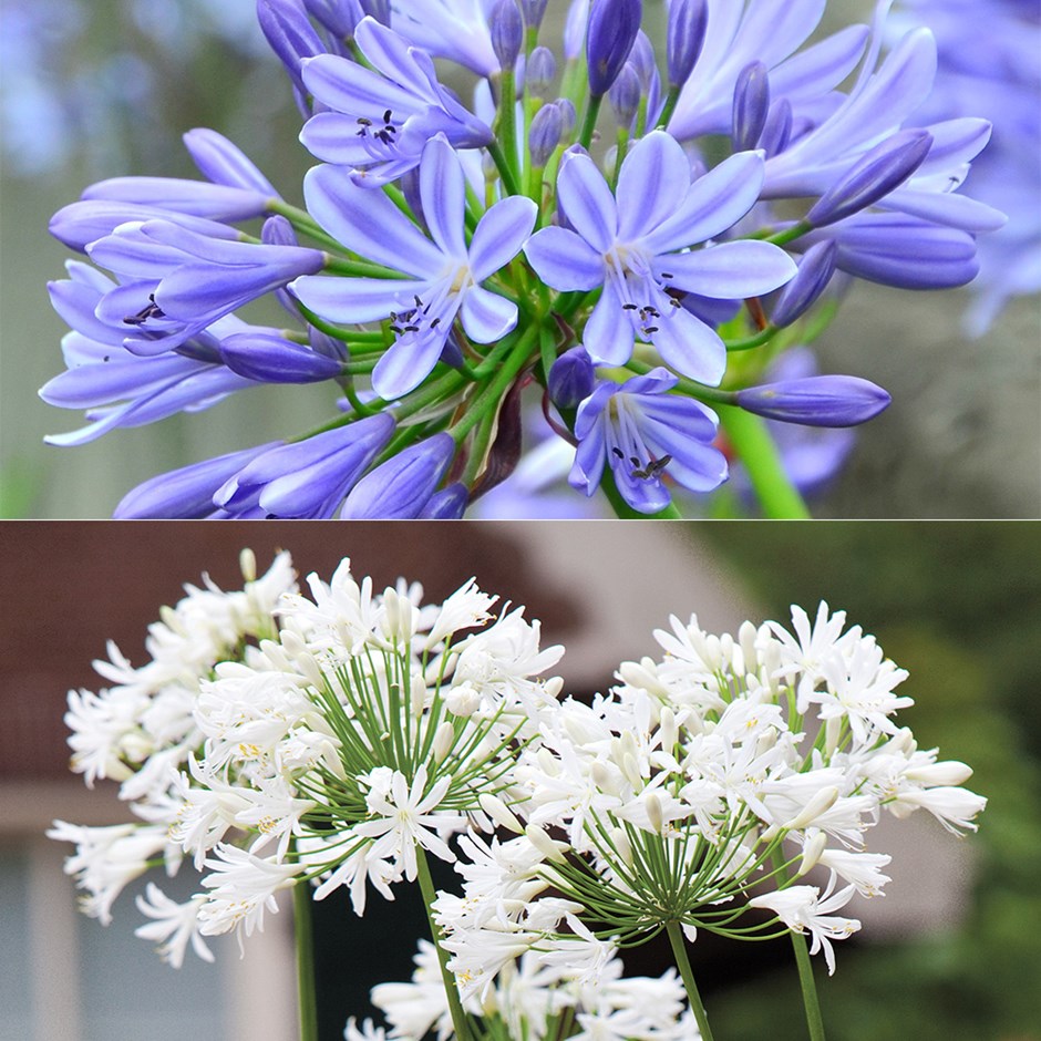 Agapanthus Collection