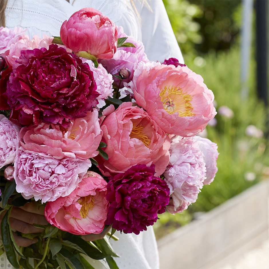 Bouquet Paeonia Collection | Paeony Or Peony