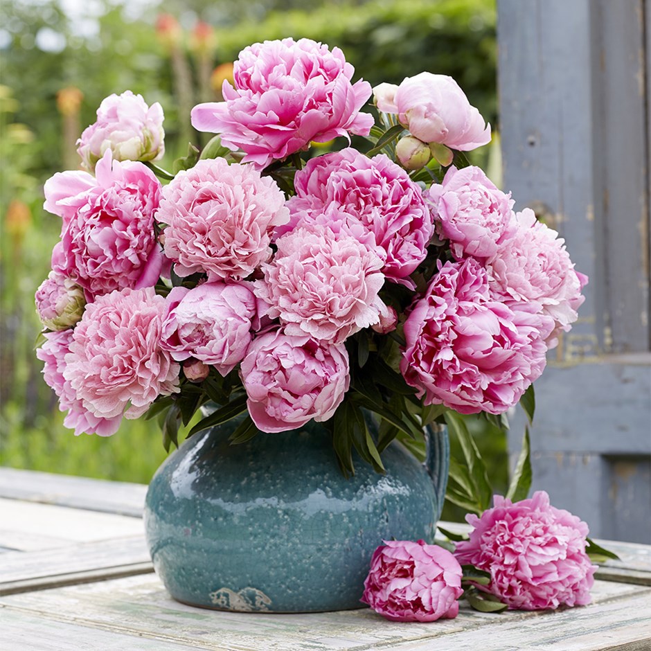 Pink Pouffe Paeonia Collection | Paeony Or Peony