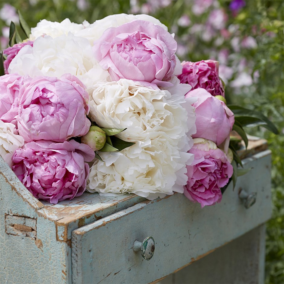 Candyfloss Paeonia Collection | Paeony Or Peony