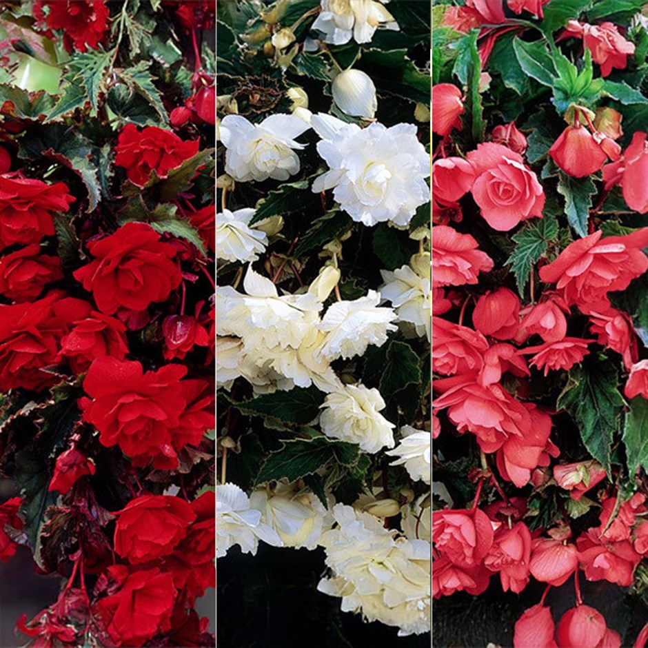 Begonia Collection For Hanging Baskets & Pots