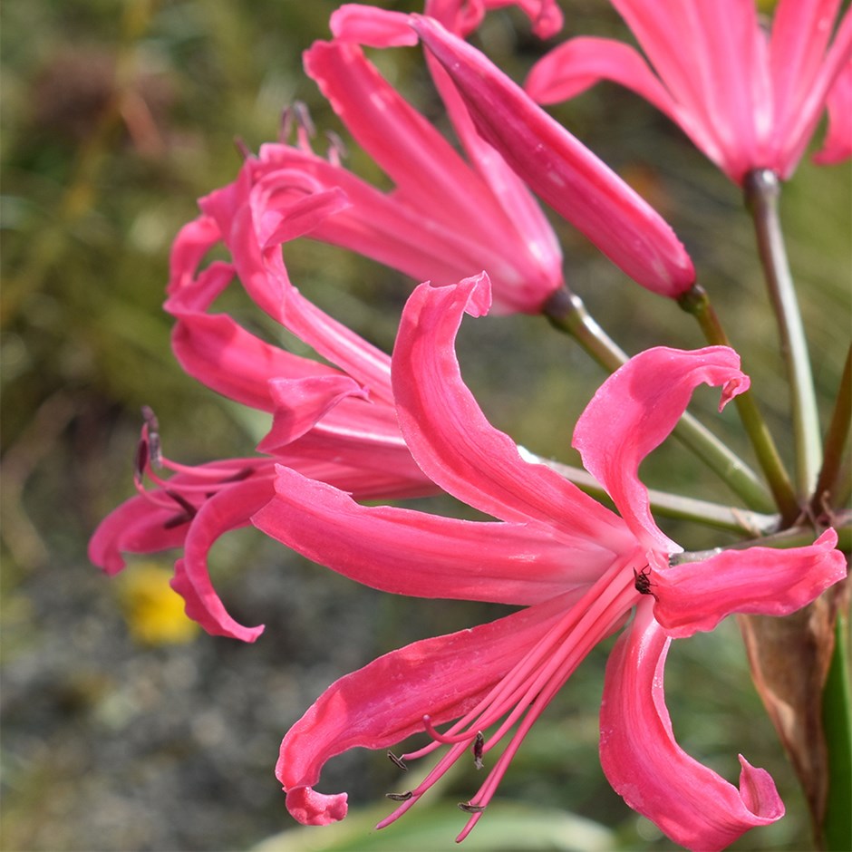 Nerine Isabel | Bowden Lily Nerine
