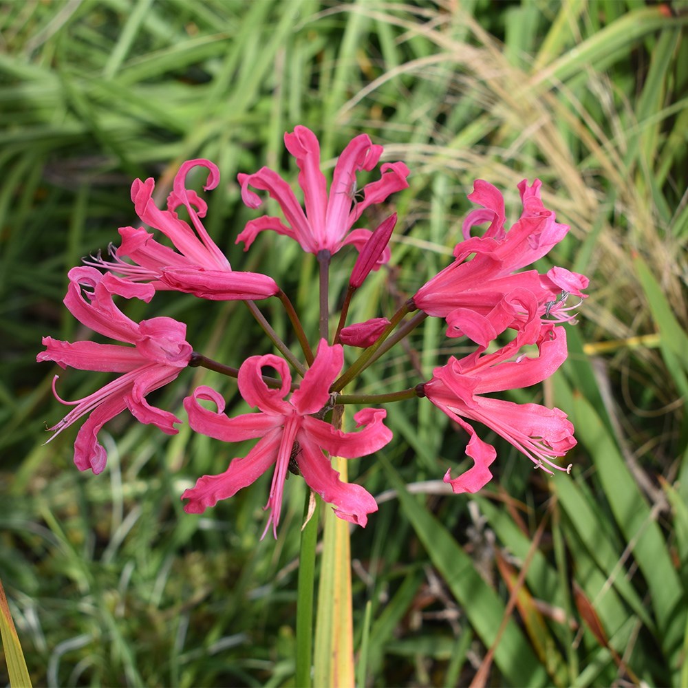 Nerine Isabel | Bowden Lily Nerine
