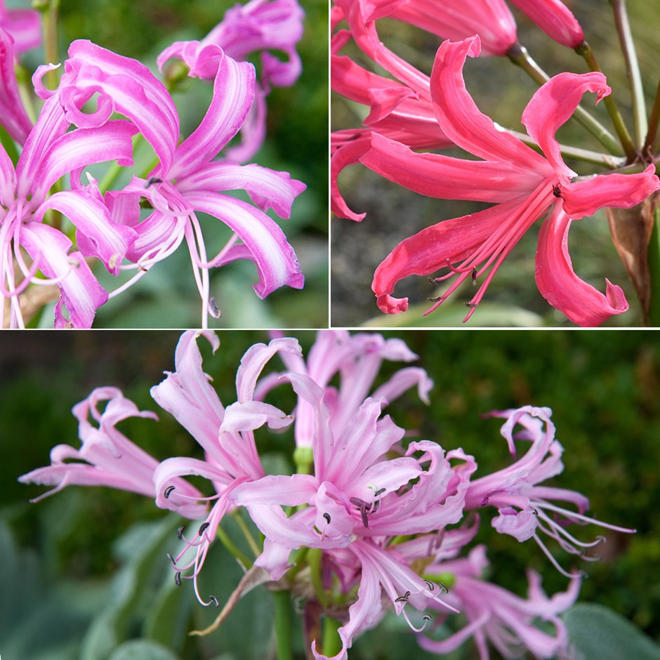 Nerine Collection | Bowden Lily Collection