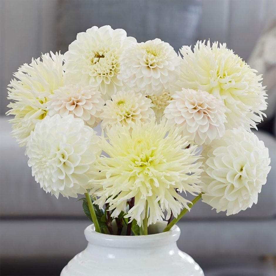 Best White Dahlia Collection