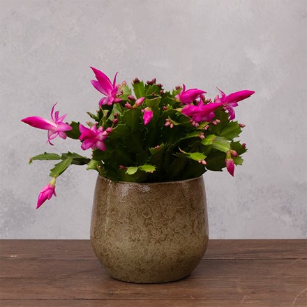 Schlumbergera Pink-Purple-flowered
