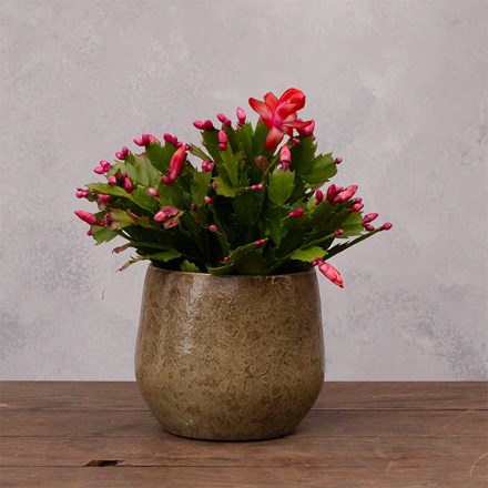 Schlumbergera orange