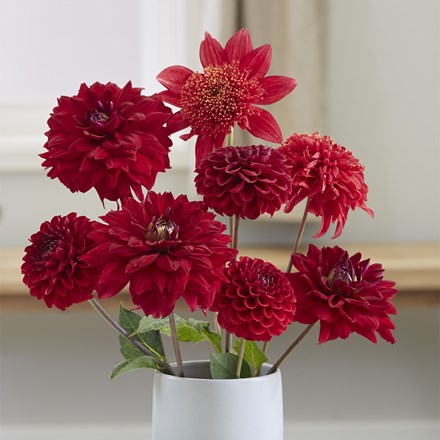 Best Red Dahlia Collection