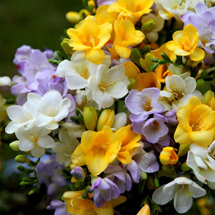 Fragrant Freesia Collection
