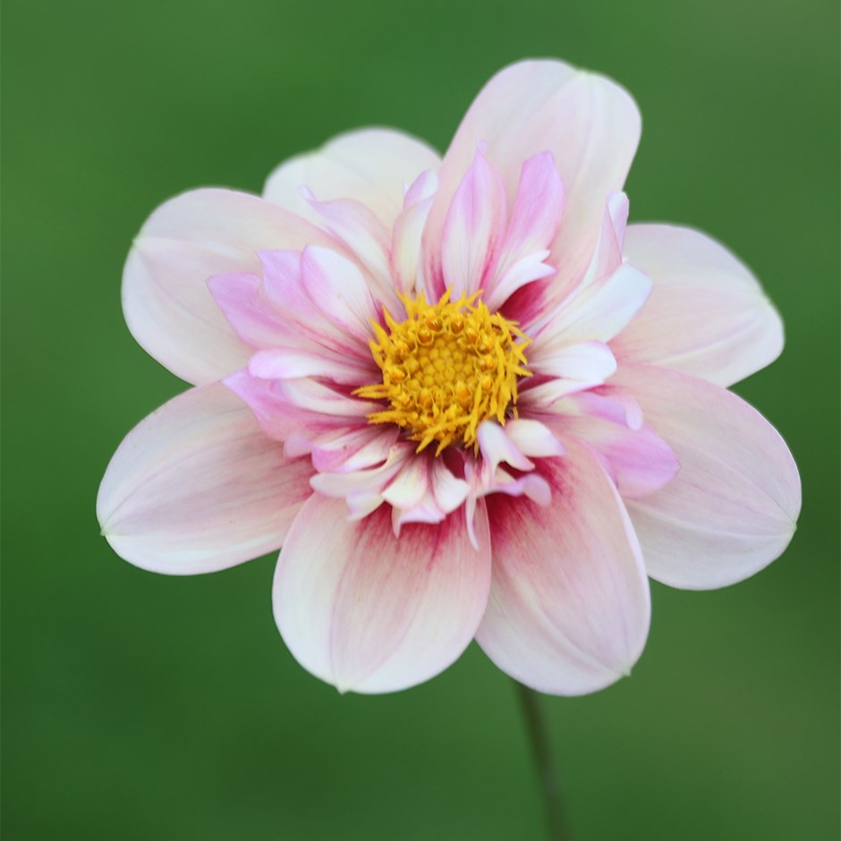 Dahlia Rhubarb And Custard | Collarette Dahlia