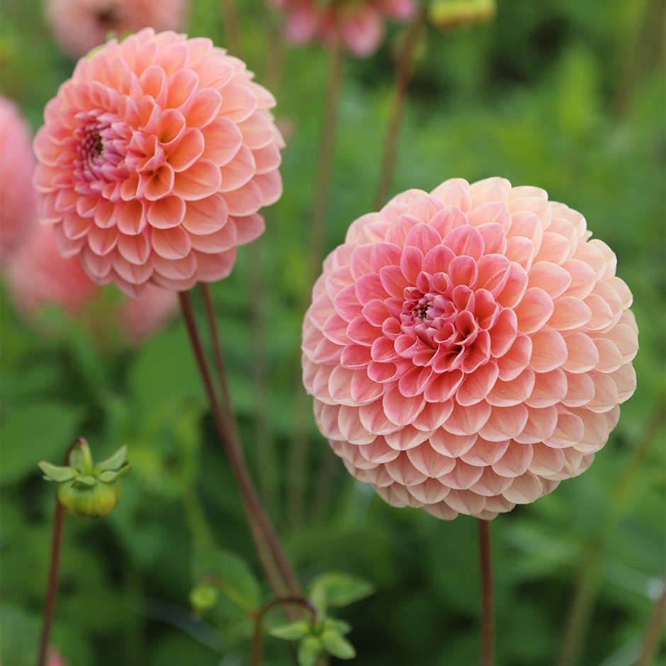 Dahlia Linda's Baby | Ball Dahlia