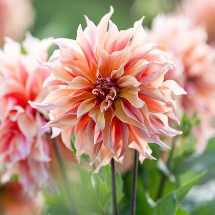 Dahlia Labyrinth | Decorative Dinnerplate Dahlia