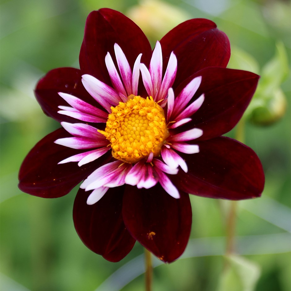 Dahlia Night Butterfly | Collarette Dahlia