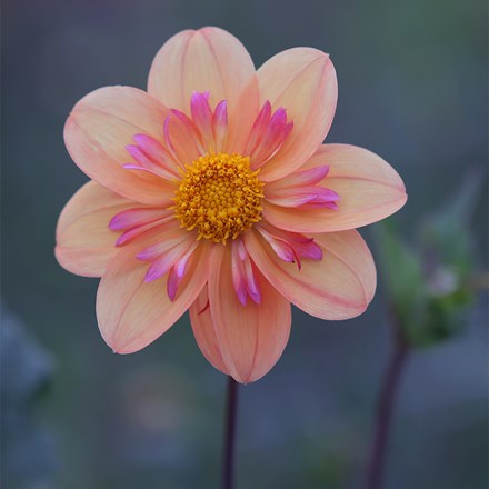 Dahlia Kelsey Annie Joy | Collarette Dahlia