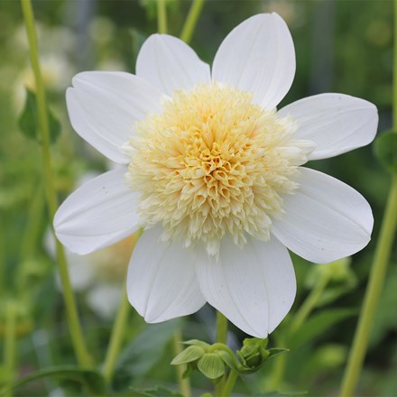 Dahlia Platinum Blond | Anemone-Flowered Dahlia